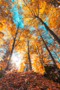 European beech (Fagus sylvatica), beech forest in autumn, colorful foliage in the Cansiglio forest, Alpago, Belluno, Veneto, Italy European beech (Fagus sylvatica), beech forest in autumn, colorful foliage in the Cansiglio forest, Alpago, Belluno, Veneto, Italy